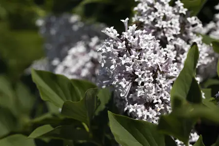 Syringa meyeri 'Palibin' - 100 CM STEM RB - image 3