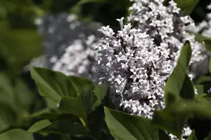 Syringa meyeri 'Palibin' - 100 CM STEM RB - image 3