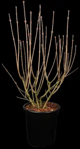 Syringa meyeri 'Palibin' - 25-30 CM C3 - image 5