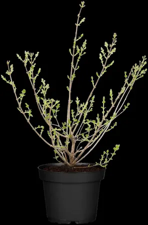 Syringa meyeri 'Palibin' - 25-30 CM C3 - image 5