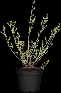 Syringa meyeri 'Palibin' - 25-30 CM C3 - image 5