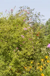 Syringa microphylla 'Superba' - 60-80 CM C4,5 - image 2