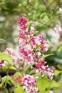 Syringa microphylla 'Superba' - 60-80 CM C4,5 - image 5