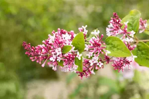 Syringa microphylla 'Superba' - 60-80 CM C4,5 - image 3