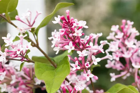 Syringa microphylla 'Superba' - 60-80 CM C4,5 - image 4