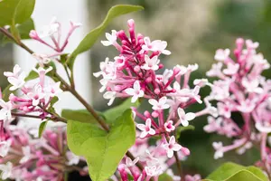 Syringa microphylla 'Superba' - 60-80 CM C4,5 - image 4