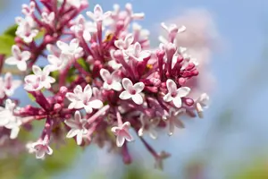 Syringa microphylla 'Superba' - 90 CM STEM 7.5 L - image 1