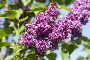 SYRINGA MRS EDWARD HARDING