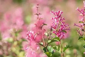SYRINGA MRS EDWARD HARDING 7L - image 3