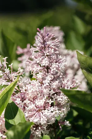 Syringa patula 'Miss Kim' - 60-80 CM C7.5 - image 4