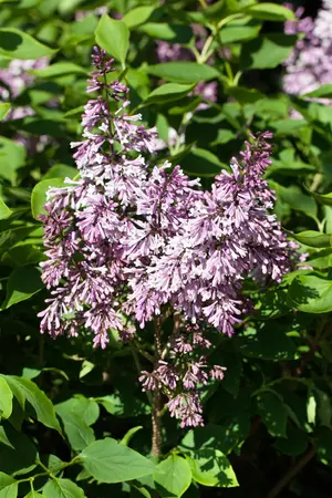 Syringa patula 'Miss Kim' - SOLITAIR 60-80 CM RB - image 1