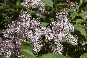 Syringa patula 'Miss Kim' - 40-50 CM C4 - image 2