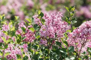 Syringa patula 'Miss Kim' - 7.5 Ltr pot - image 3
