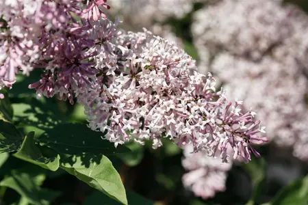 Syringa patula 'Miss Kim' - 7.5 Ltr pot - image 5