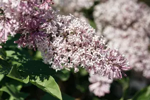 Syringa patula 'Miss Kim' - 7.5 Ltr pot - image 5