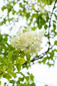 Syringa pekinensis 'China Snow' - STD 14-16 CM CONT - image 2