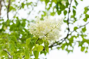 Syringa pekinensis 'China Snow' - STD 14-16 CM CONT - image 2