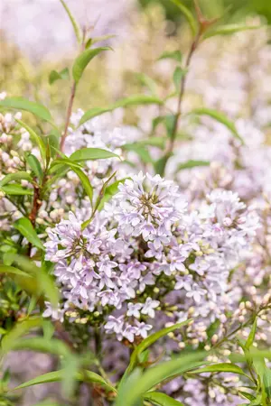 Syringa persica - 40-50 CM C3 - image 3