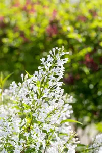 Syringa persica 'Alba' - 40-50 CM C4 - image 4