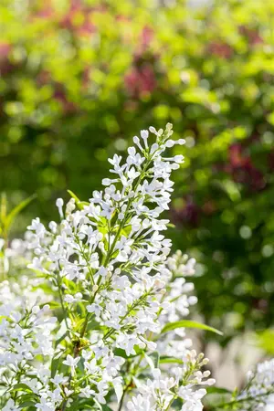 Syringa persica 'Alba' - 50-60 CM C4 - image 2