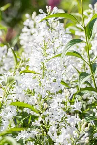 Syringa persica 'Alba' - 50-60 CM C4 - image 5