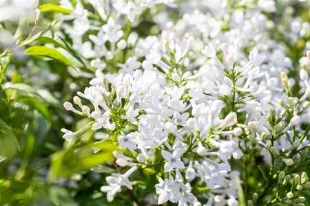 Syringa persica 'Alba' - 40-50 CM C4 - image 3