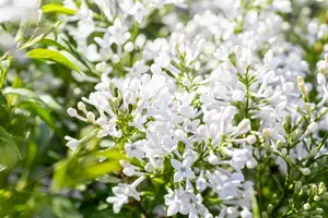 Syringa persica 'Alba' - 40-50 CM C4 - image 3