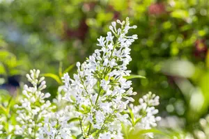 Syringa persica 'Alba' - 40-50 CM C4 - image 5