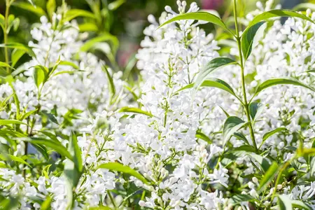 Syringa persica 'Alba' - 50-60 CM C4 - image 4
