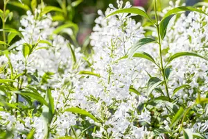 Syringa persica 'Alba' - 50-60 CM C4 - image 4