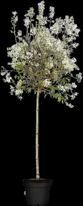 Syringa persica 'Alba'