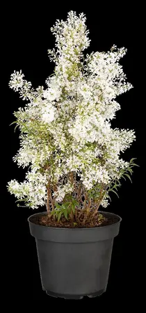 Syringa persica 'Alba' - 40-50 CM C4 - image 2