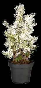 Syringa persica 'Alba' - 40-50 CM C4 - image 2