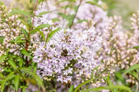 Syringa persica 'Laciniata' - 30-40 CM C4 - image 2
