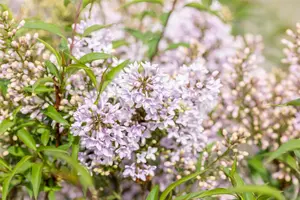 Syringa persica 'Laciniata' - 30-40 CM C4 - image 2