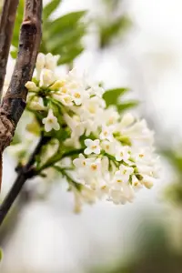 Syringa pinnatifolia - 60-80 CM C7.5 - image 3