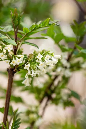 Syringa pinnatifolia - 125-150 CM C25 - image 5