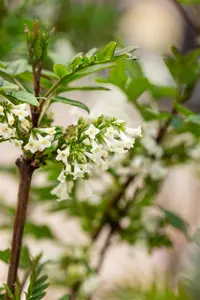 Syringa pinnatifolia - 125-150 CM C25 - image 5