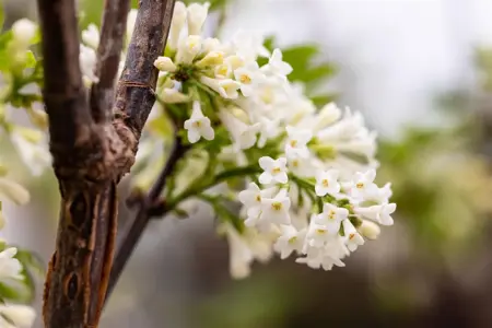 Syringa pinnatifolia - 60-80 CM C7.5 - image 1
