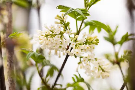 Syringa pinnatifolia - 60-80 CM C7.5 - image 2