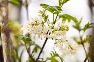 Syringa pinnatifolia - 60-80 CM C7.5 - image 2