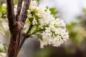 Syringa pinnatifolia