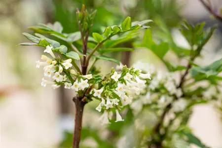 Syringa pinnatifolia - 125-150 CM C25 - image 4