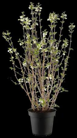 Syringa pinnatifolia - 30-40 CM C5 - image 4