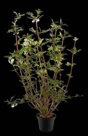 Syringa pinnatifolia - 60-80 CM C7.5 - image 5
