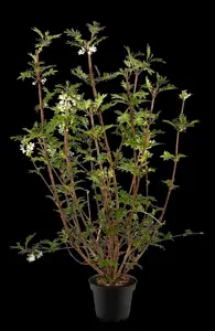 Syringa pinnatifolia - 60-80 CM C7.5 - image 5