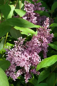 Syringa prestioniae 'James Macfarlane'