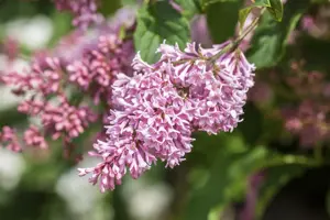 Syringa prestioniae 'Jeftin' (Pinktini)