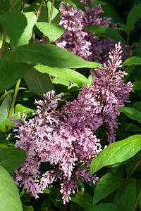 Syringa prestioniae 'Minuet' - 80 CM RB