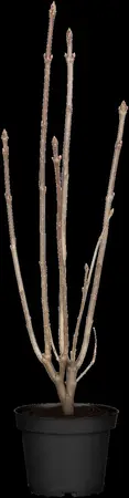 Syringa prestioniae 'Minuet' - 40-60 CM C4 - image 1
